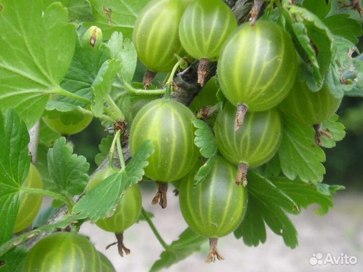 Продукты питания