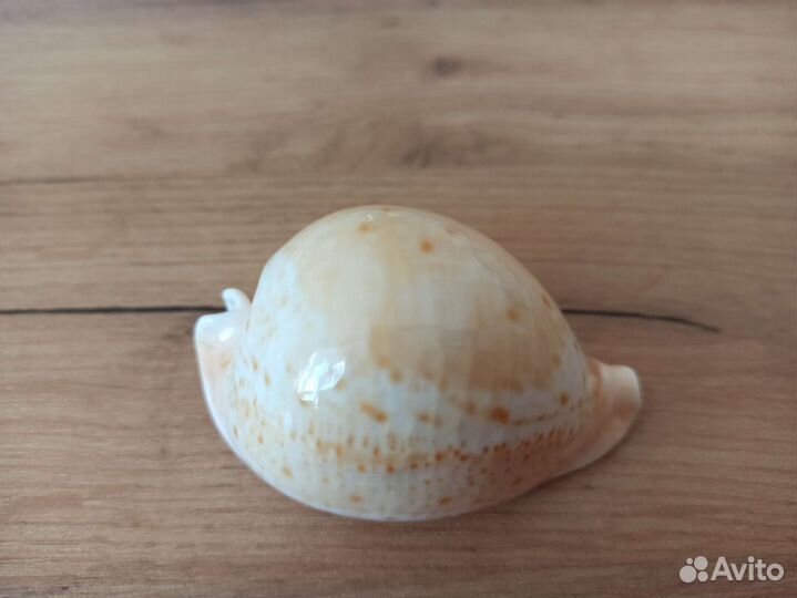 Морская раковина