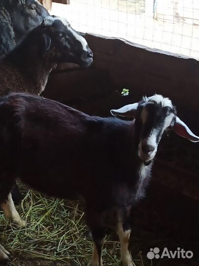 Продам коз и козлов