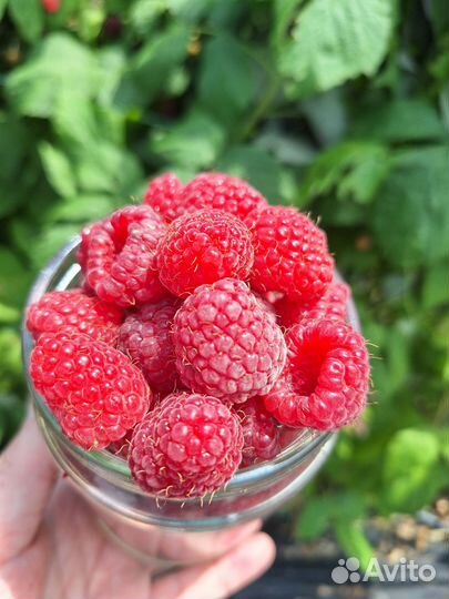 Ремонтантная малина