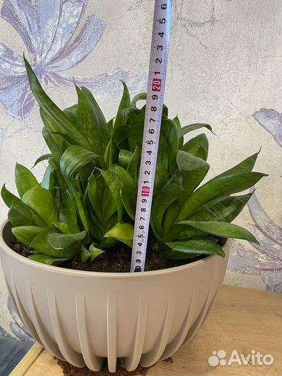 Сансевиерия