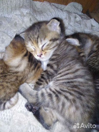 Котята в дар