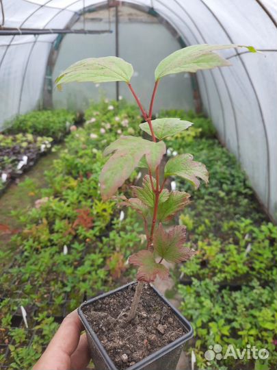 Калина Бульденеж