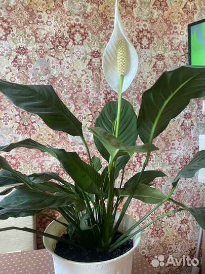 Спатифиллум