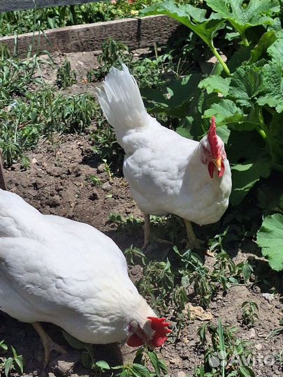 Курочки-несушки