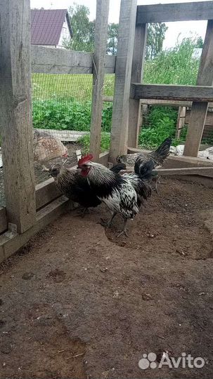 Яйцо инкубационное