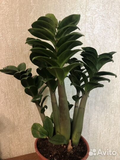 Замиокулькас Зензи, чёрный Равен.Замик изумр