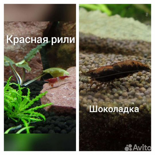 Креветки