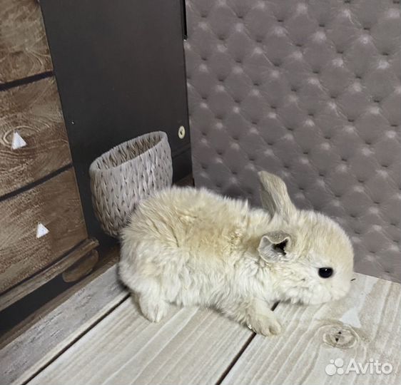 Мини карликовый крольчонок