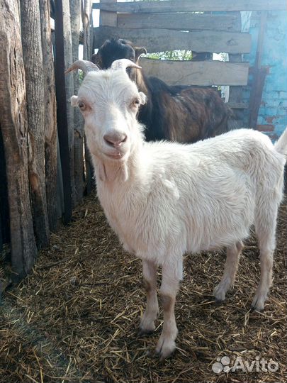 Козел ламанча и годовалая козочка