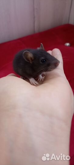 Декоративная крыса