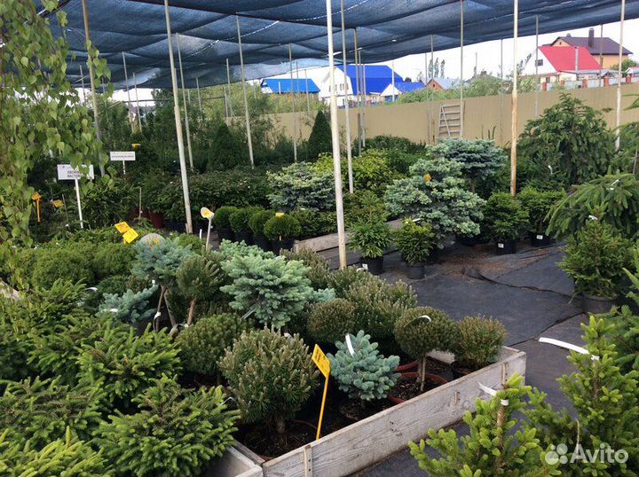 Хвойные деревья и кустарники