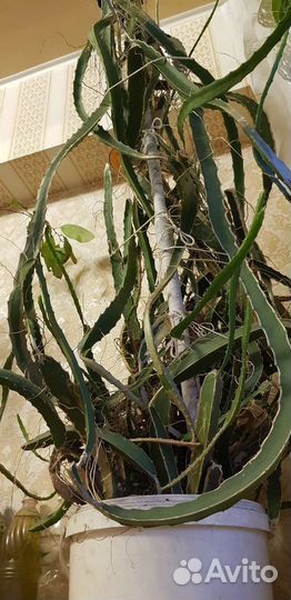 Драконий фрукт, Гилоцериус волнистый, Питахайя