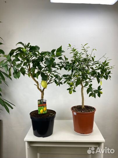 Лимонные и лаймовые деревья