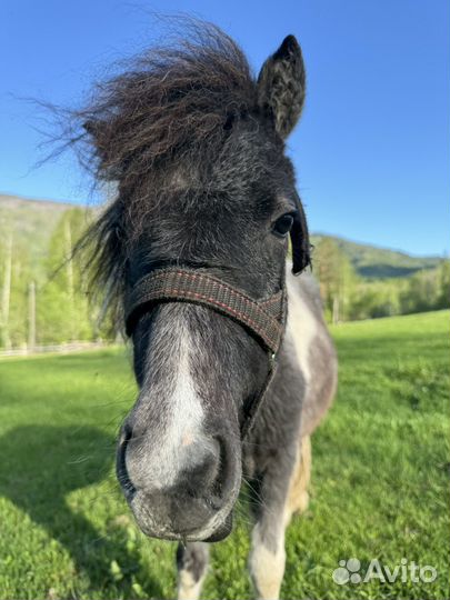 Шетлендский пони