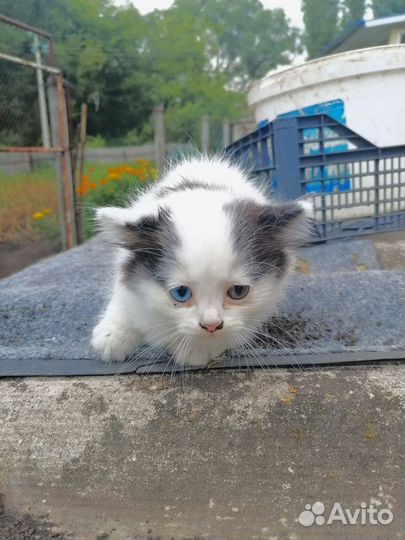 Чудесные котята