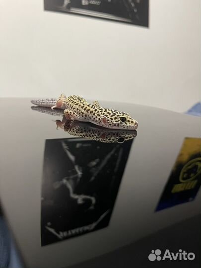 Эублефар самка