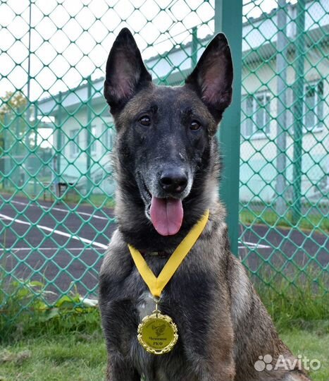 Дрессировка собак кинолог