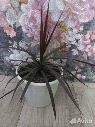 Пальма драцена