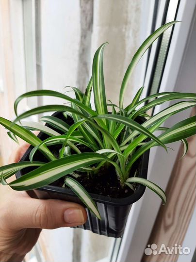 Хлорофитум хохлатый