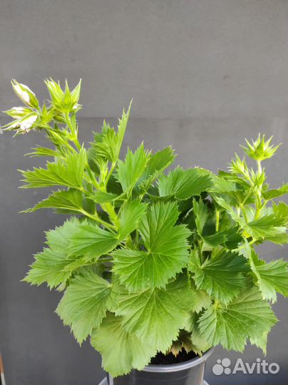 Герань королевская