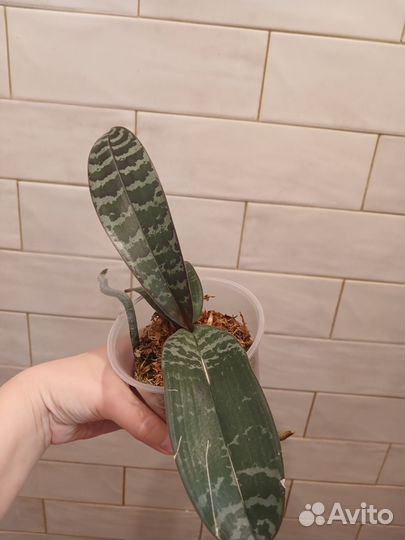 Орхидея фаленопсис philippinensis x self