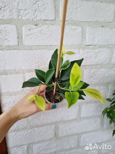 Фикусы 3