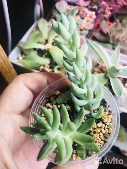 Суккуленты Крассула,Седум и др