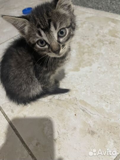 Кошка в дар