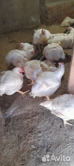 Куры броллеры