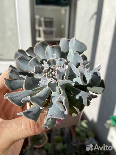 Суккуленты; эхеверии