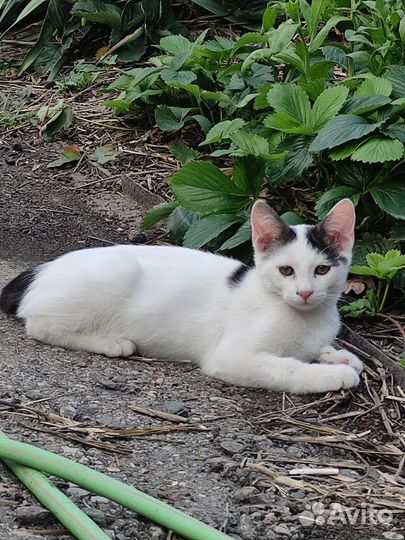 Котята в дар