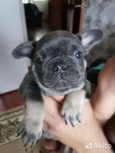 Голубые щенки французского бульдога