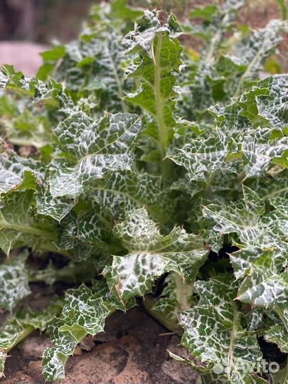 Семена расторопши