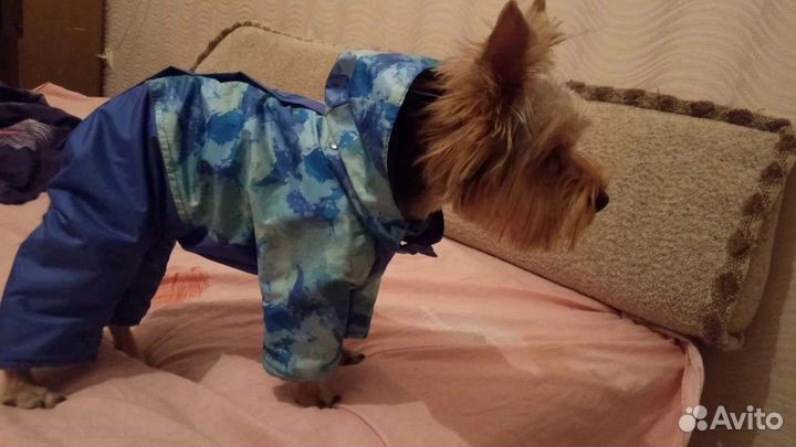 Одежда для собак