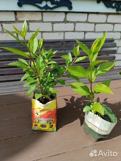 Многолетние садовые цветы