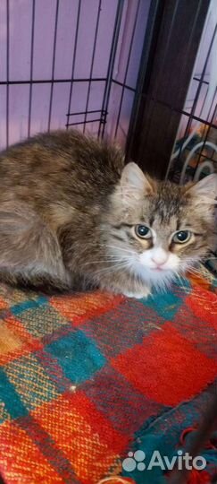 Передержка кошек,котят,выкорм,карантин ул.котят