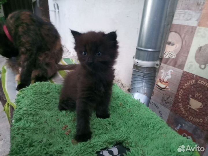 В добрые руки