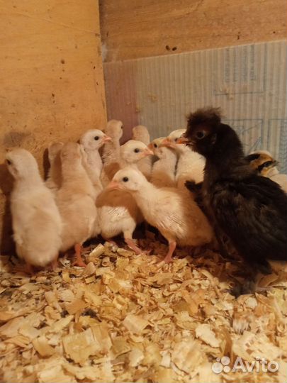 Цесарята. Цесарка волжская белая