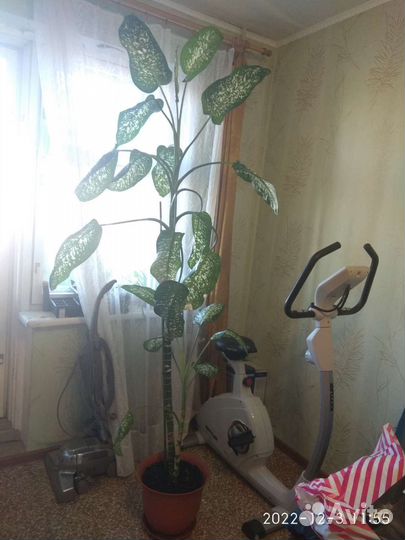 Диффенбахия