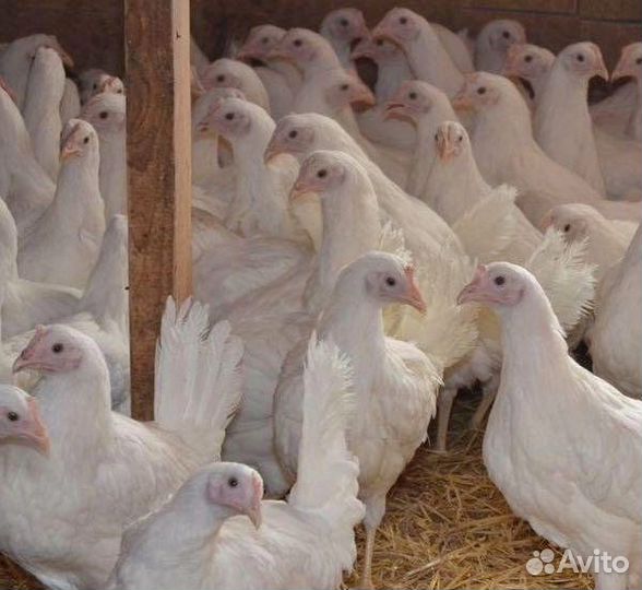 Куры молодки несушки, Яйца на каждый день