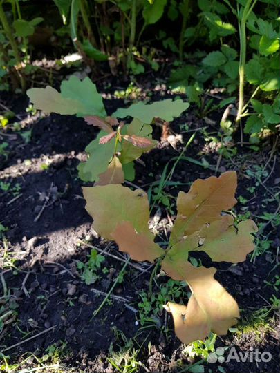 Дуб эрмитажный