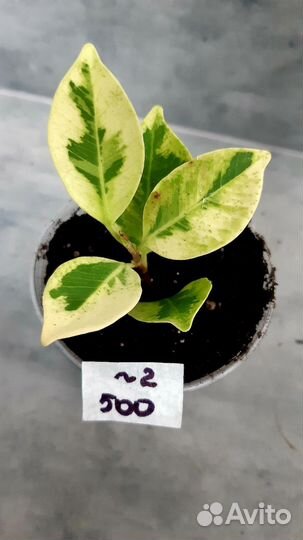 Фикус ретуза мутабилис