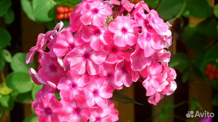 Флоксы 9 сортов