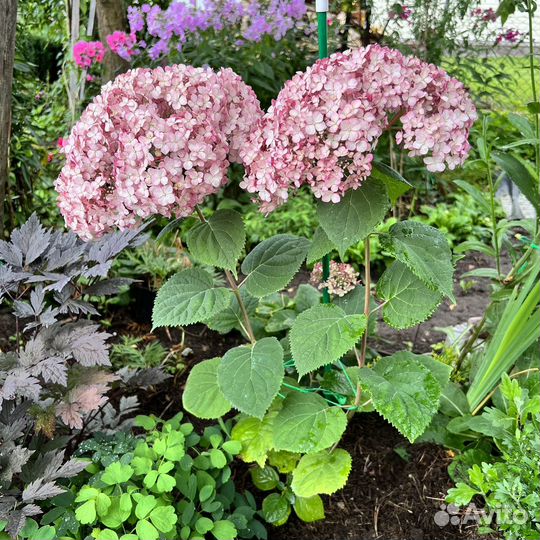 Гортензия саженцы