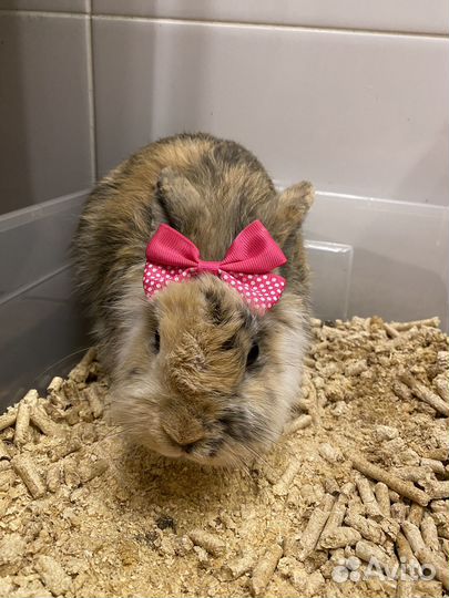 Декоративные карликовые кролики