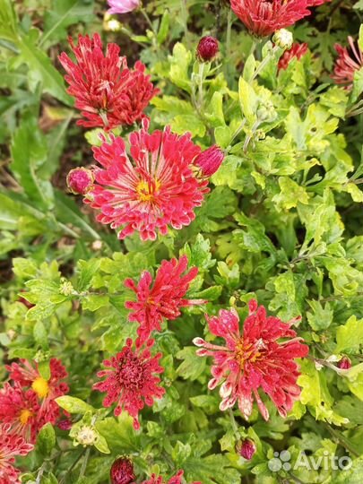 Хризантемы