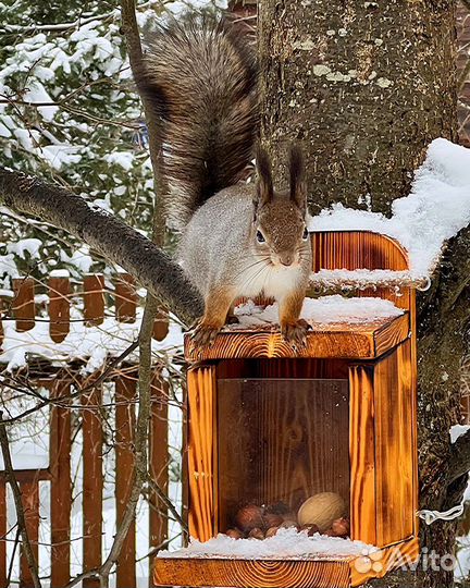 Кормушка для белок «Ланч бокс»
