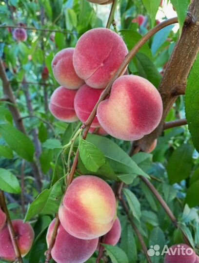 Саженцы персика
