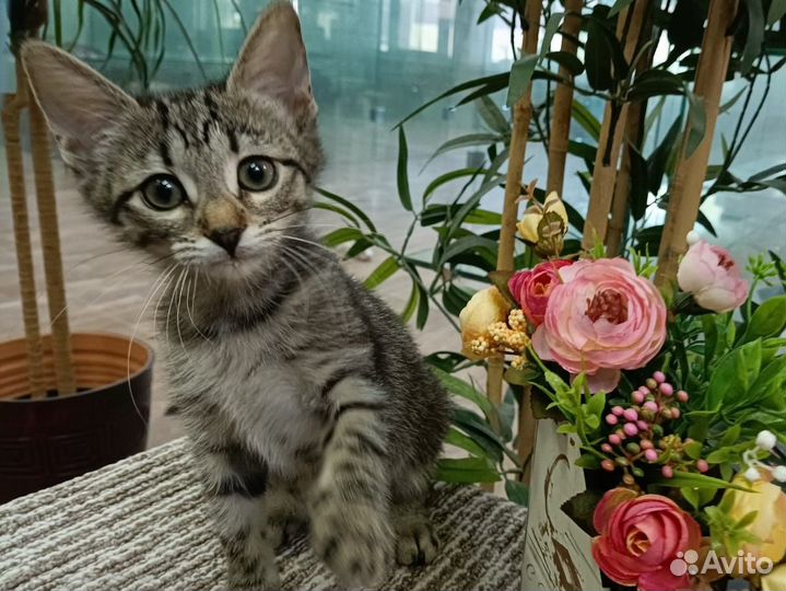 Крошки Николь и Веточка, котята в добрые руки